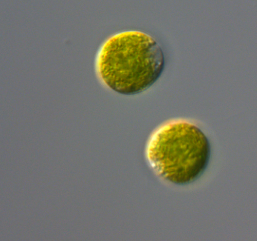 Portuguese microalgae helps fight inflammation and diabetes