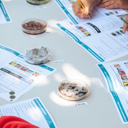 Vertical Algas SP7 project takes children to discover the world of algae at the 47th Faro Book Fair